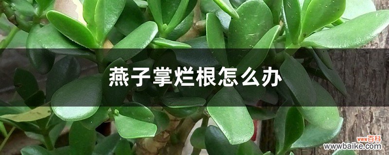 燕子掌烂根怎么办？