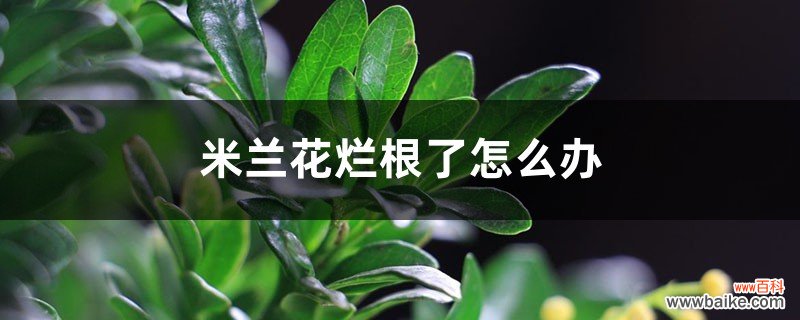 米兰花烂根了怎么办