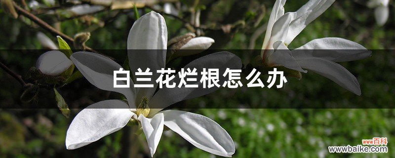 白兰花烂根怎么办