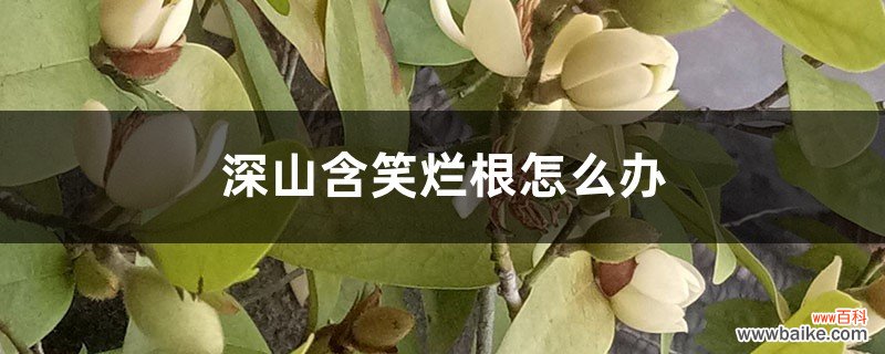 深山含笑烂根怎么办