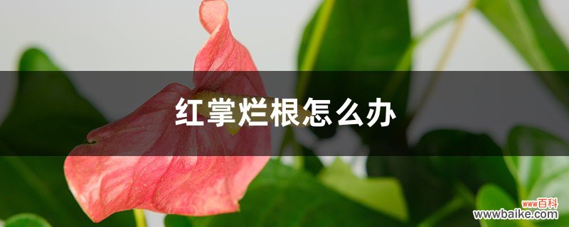 红掌烂根怎么办