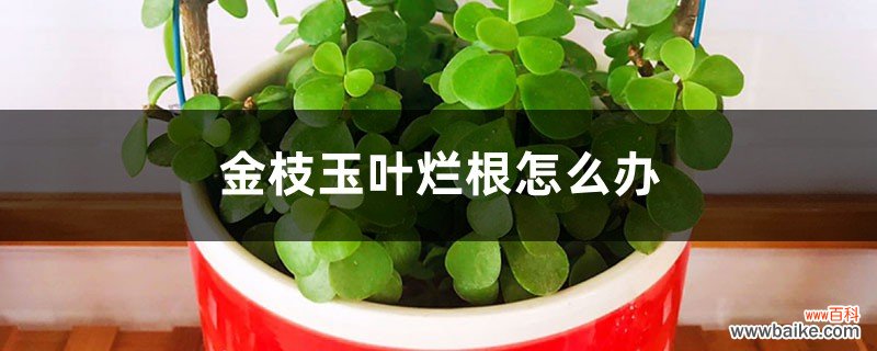 金枝玉叶烂根怎么办