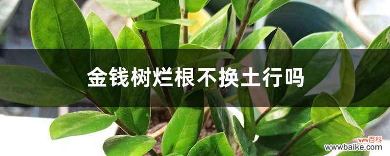 金钱树烂根不换土行吗