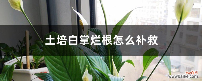 土培白掌烂根怎么补救