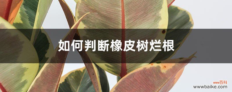 如何判断橡皮树烂根