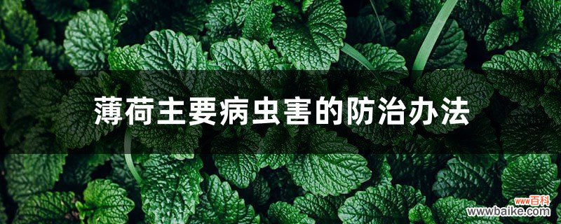 薄荷主要病虫害的防治办法