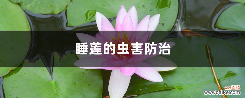 睡莲的虫害防治