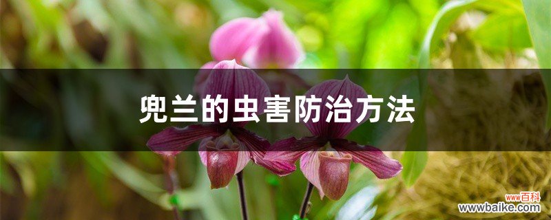 兜兰的虫害防治方法