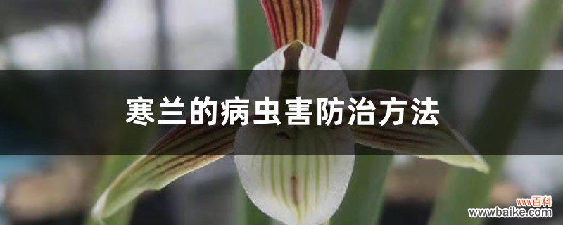 寒兰的病虫害防治方法