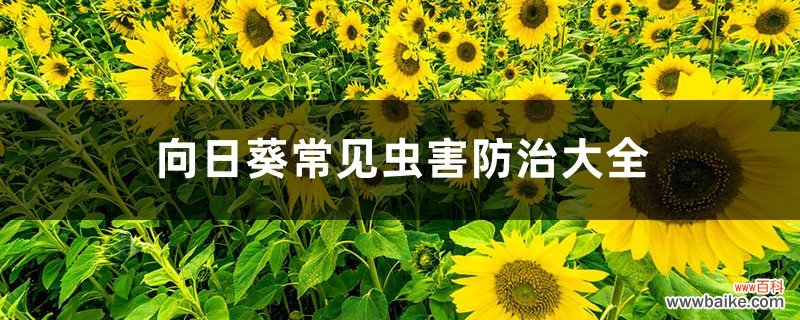 向日葵常见虫害防治大全