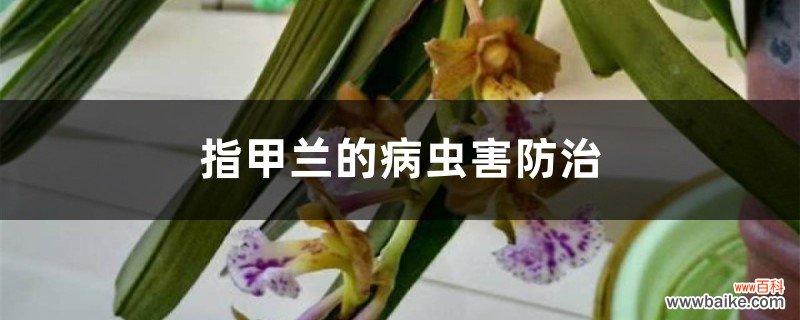 指甲兰的病虫害防治