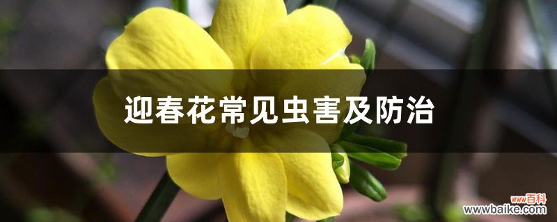 迎春花常见虫害及防治