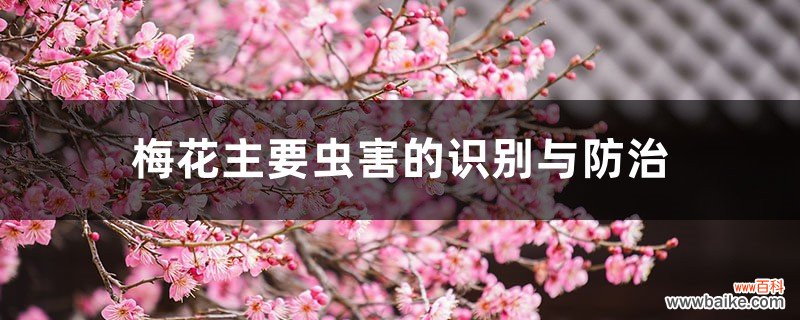 梅花主要虫害的识别与防治