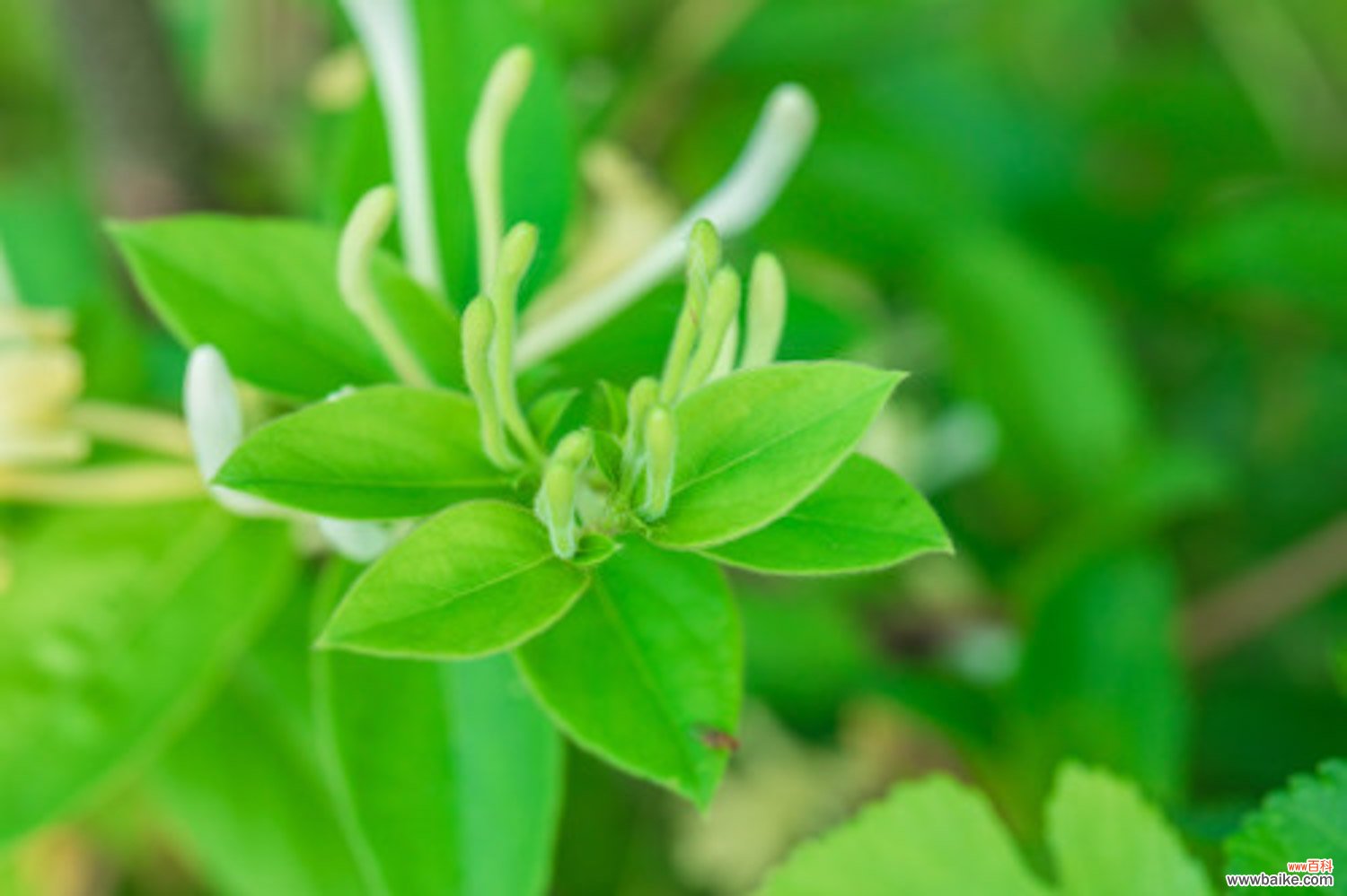 金银花常见虫害防治方法