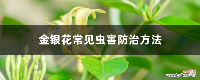 金银花常见虫害防治方法