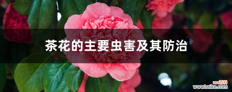 茶花的主要虫害及其防治