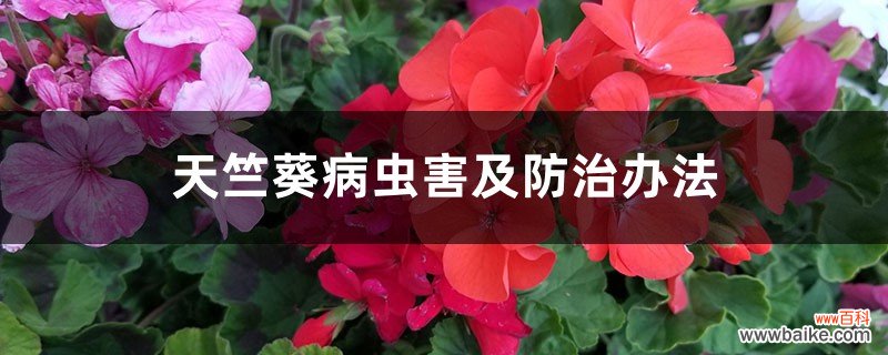 天竺葵病虫害及防治办法