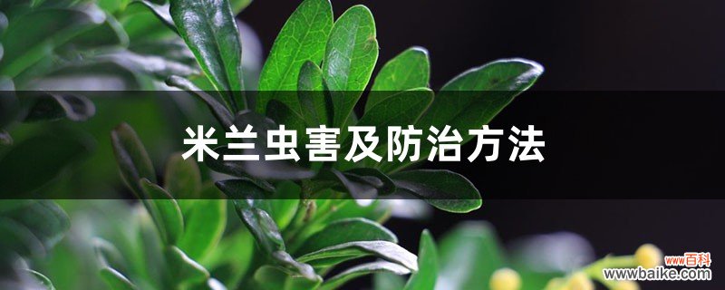 米兰虫害及防治方法