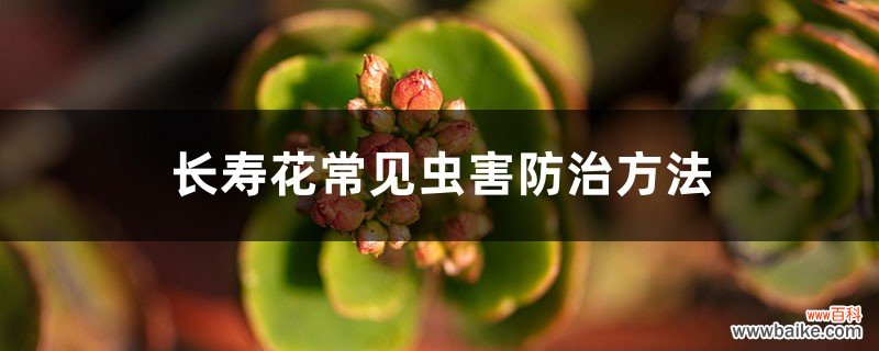 长寿花常见虫害防治方法