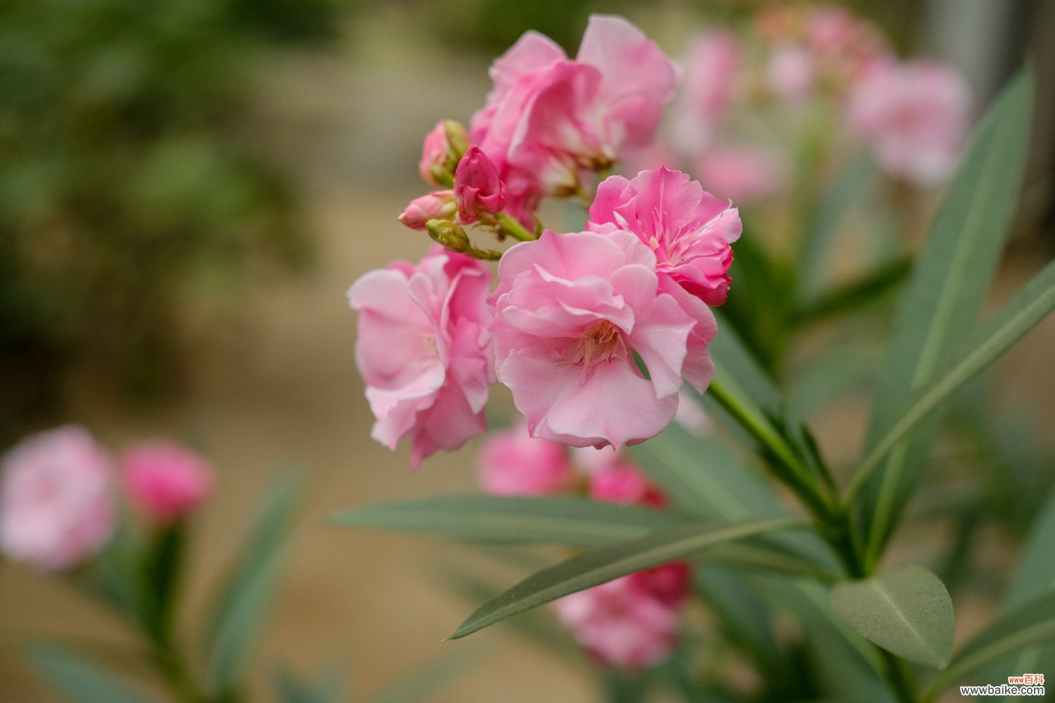 夹竹桃的虫害防治方法