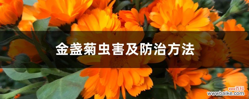 金盏菊虫害及防治方法