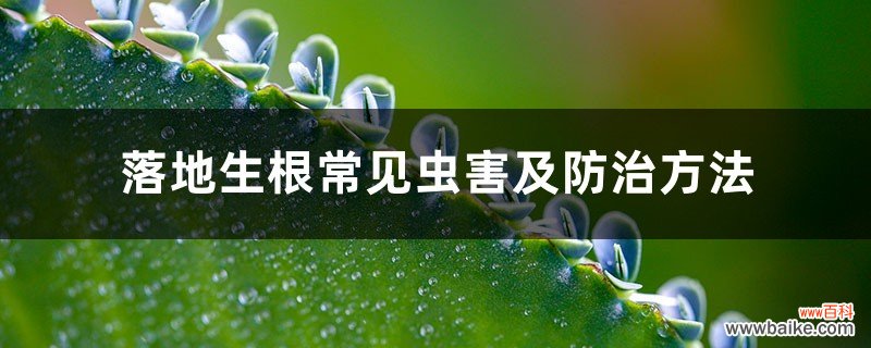 落地生根常见虫害及防治方法