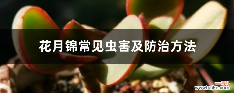 花月锦常见虫害及防治方法