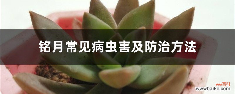 铭月常见病虫害及防治方法