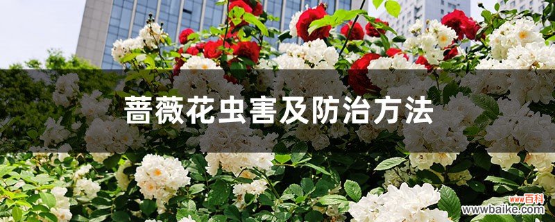 蔷薇花虫害及防治方法