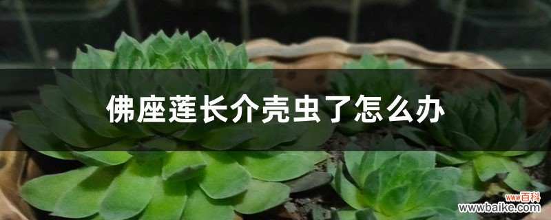 佛座莲长介壳虫了怎么办