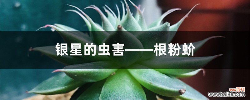 银星的虫害——根粉蚧