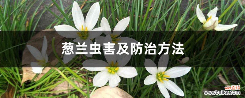 葱兰虫害及防治方法