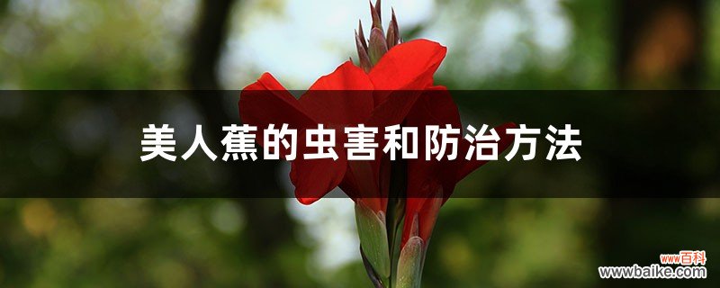 美人蕉的虫害和防治方法