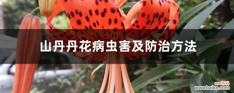 山丹丹花病虫害及防治方法