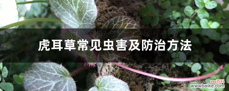 虎耳草常见虫害及防治方法