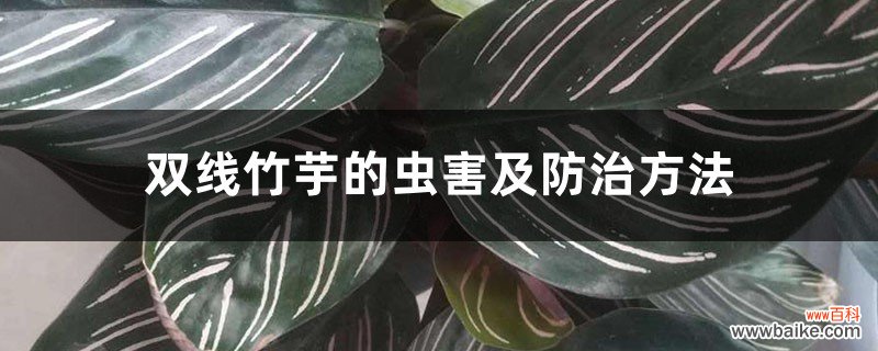 双线竹芋的虫害及防治方法