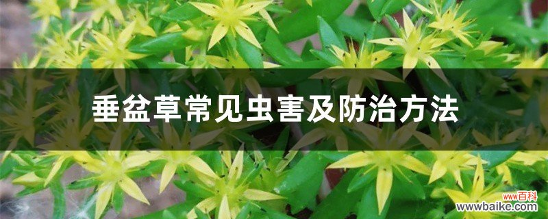 垂盆草常见虫害及防治方法