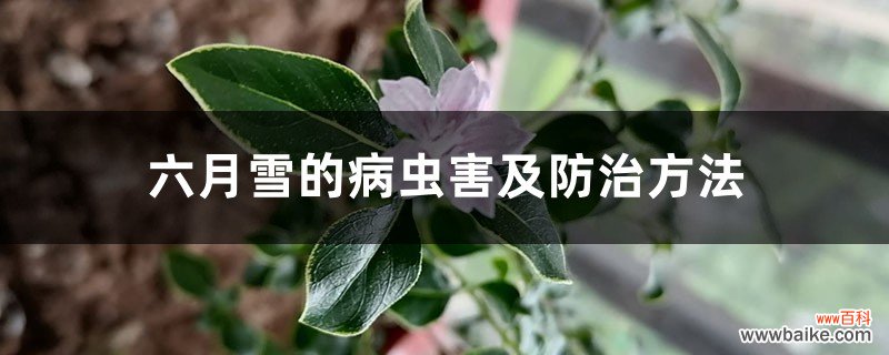 六月雪的病虫害及防治方法