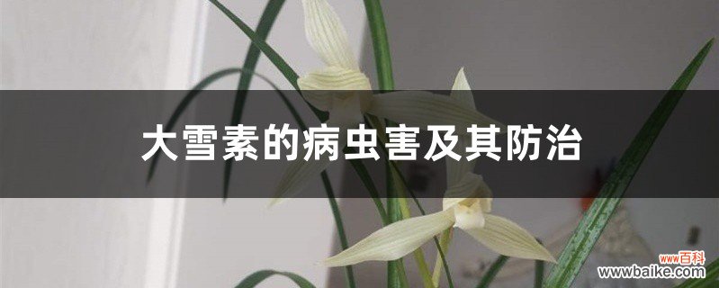 大雪素的病虫害及其防治