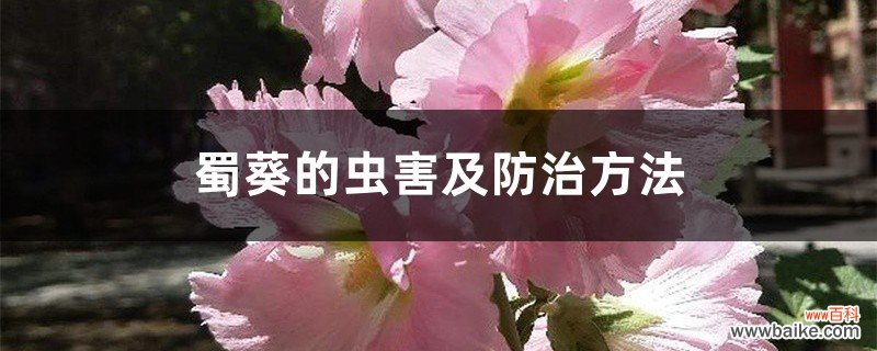 蜀葵的虫害及防治方法