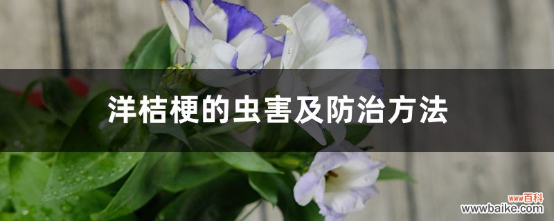 洋桔梗的虫害及防治方法