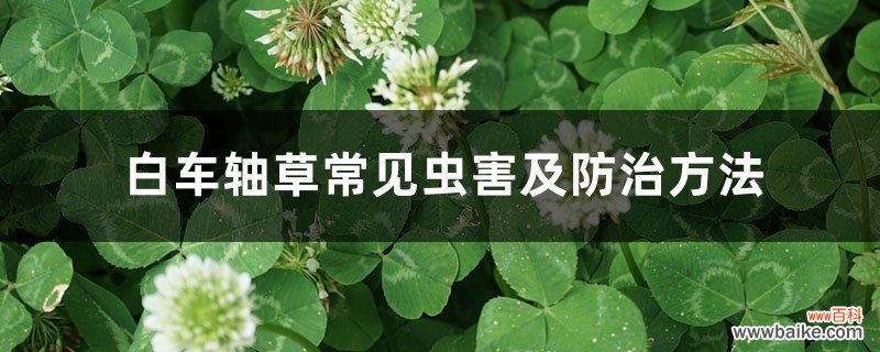 白车轴草常见虫害及防治方法