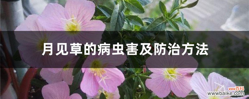 月见草的病虫害及防治方法