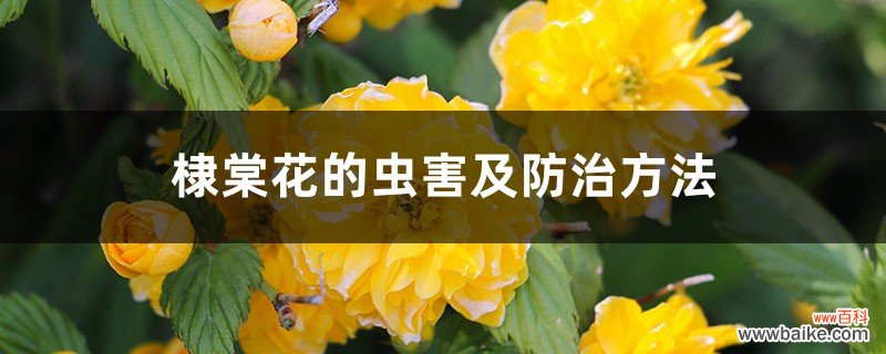 棣棠花的虫害及防治方法