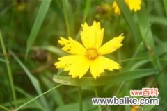 大花金鸡菊常见虫害及防治方法