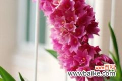 红花石斛常见虫害及防治方法