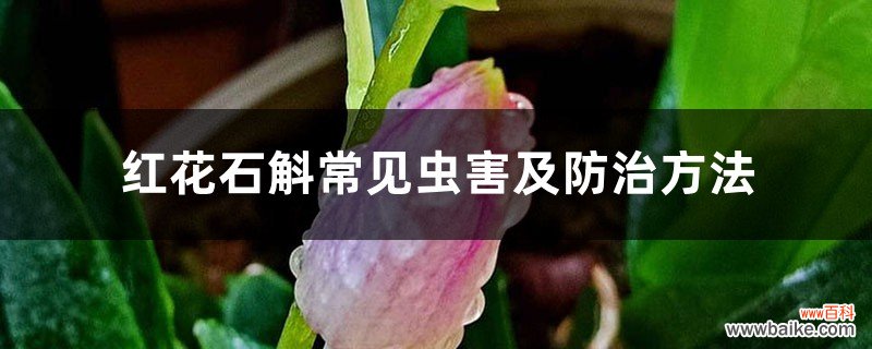 红花石斛常见虫害及防治方法