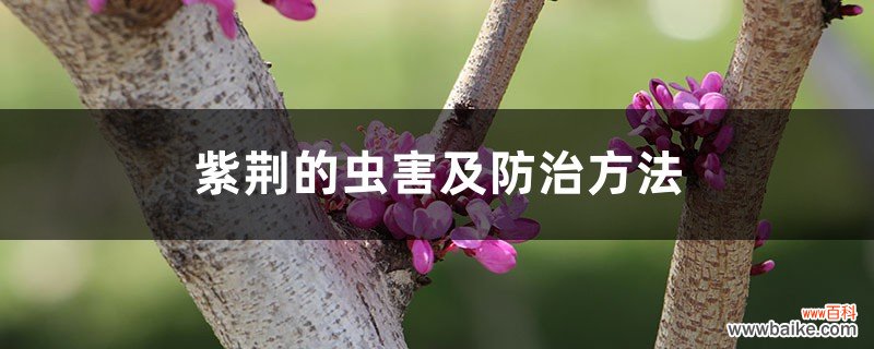 紫荆的虫害及防治方法