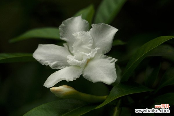 狗牙花的虫害及防治方法