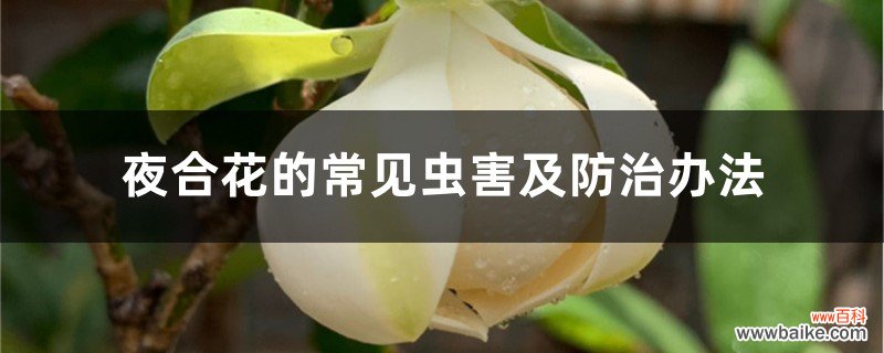 夜合花的常见虫害及防治办法